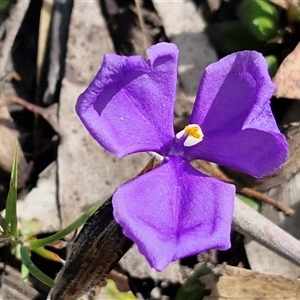 Patersonia (genus) at Greenwich Park, NSW - Today by trevorpreston