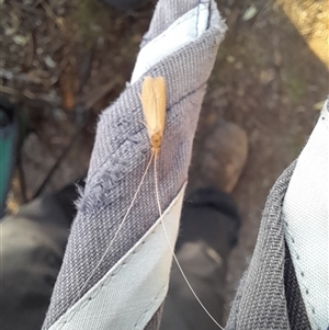 Unverified Insect at Uriarra Village, ACT - Yesterday by VanceLawrence