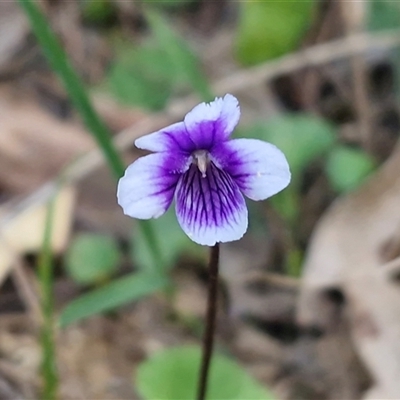 Viola hederacea (Ivy-leaved Violet) at Greenwich Park, NSW - 5 Oct 2025 by trevorpreston