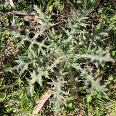 Cirsium vulgare (Spear Thistle) at Greenwich Park, NSW - 5 Oct 2025 by trevorpreston