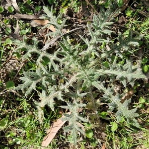 Cirsium vulgare at Greenwich Park, NSW - Today by trevorpreston