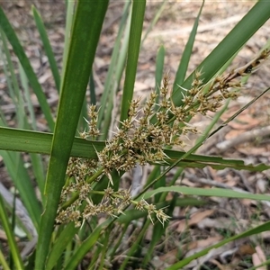 Lomandra longifolia at Greenwich Park, NSW - Today by trevorpreston