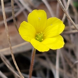 Oxalis corniculata at Greenwich Park, NSW - Today by trevorpreston