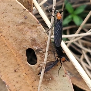 Unverified True fly (Diptera) at Greenwich Park, NSW - Today by trevorpreston