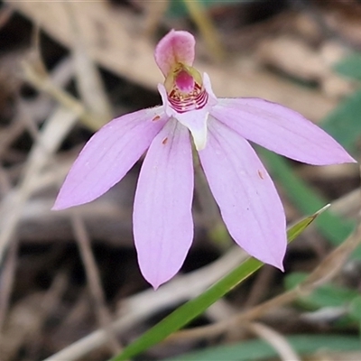 Caladenia carnea (Pink Fingers) at Greenwich Park, NSW - 5 Oct 2025 by trevorpreston
