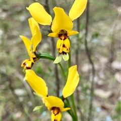 Diuris goonooensis (Western Donkey Orchid) by KooragindiJohn