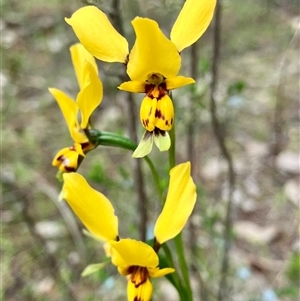 Diuris goonooensis by KooragindiJohn