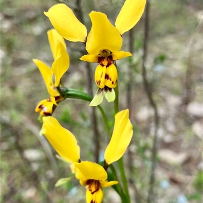 Diuris goonooensis (Western Donkey Orchid) at  - suppressed by KooragindiJohn