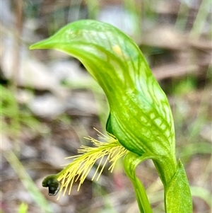 Pterostylis plumosa by KooragindiJohn