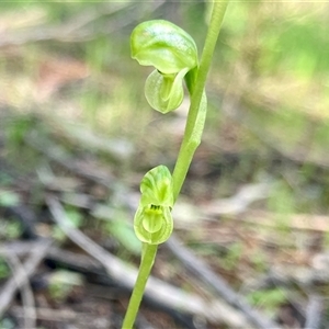 Hymenochilus muticus by KooragindiJohn