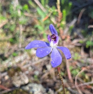 Caladenia caerulea by KooragindiJohn
