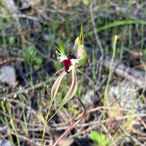 Caladenia atrovespa by KooragindiJohn