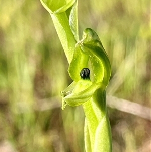 Hymenochilus bicolor (ACT) = Pterostylis bicolor (NSW) by KooragindiJohn