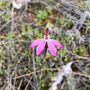 Caladenia fuscata by KooragindiJohn