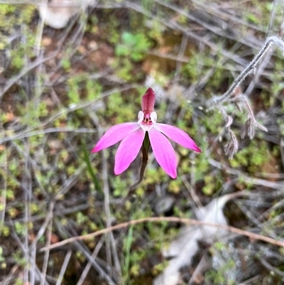 Caladenia fuscata at  - suppressed by KooragindiJohn