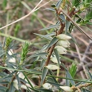 Melichrus urceolatus at Greenwich Park, NSW - Today by trevorpreston