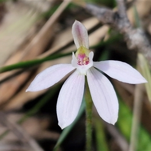 Caladenia fuscata at Greenwich Park, NSW - Today by trevorpreston