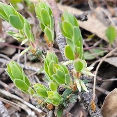 Brachyloma daphnoides (Daphne Heath) at Greenwich Park, NSW - 5 Oct 2025 by trevorpreston