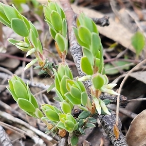 Unverified Other Shrub at Greenwich Park, NSW - Today by trevorpreston