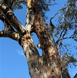 Eucalyptus blakelyi at Macquarie, ACT - 3 Oct 2025 by LMS