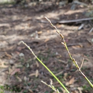 Lepidosperma laterale at Greenwich Park, NSW - Today by trevorpreston