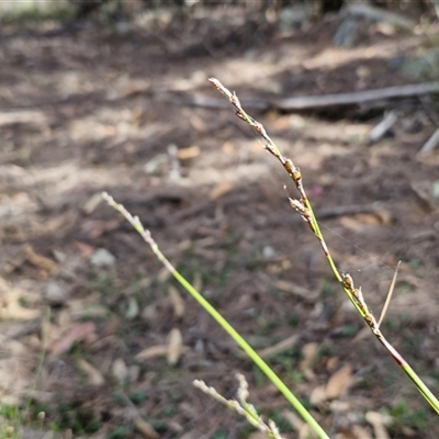 Lepidosperma laterale (Variable Sword Sedge) at Greenwich Park, NSW - 5 Oct 2025 by trevorpreston