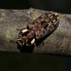 Leperina decorata (A bark-gnawing beetle) at Freshwater Creek, VIC - 5 Oct 2025 by WendyEM