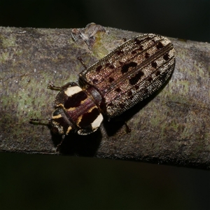 Unverified Other beetle at Freshwater Creek, VIC - Today by WendyEM