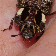 Leperina decorata at Freshwater Creek, VIC - 5 Oct 2025 03:54 PM
