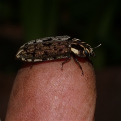 Leperina decorata at Freshwater Creek, VIC - 5 Oct 2025 03:54 PM