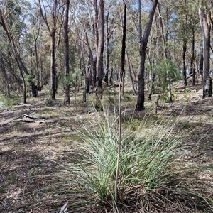Xanthorrhoea (genus) at Greenwich Park, NSW - Today by trevorpreston