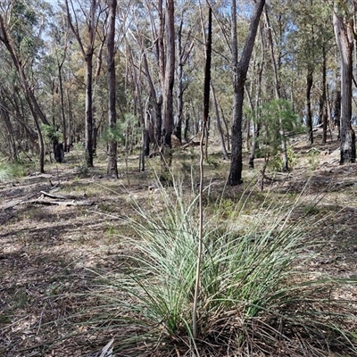 Xanthorrhoea (genus) at Greenwich Park, NSW - Yesterday by trevorpreston