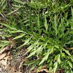 Lomatia silaifolia (Crinkle Bush, Fern-leaved Lomatia, Parsley Bush) at Greenwich Park, NSW - 5 Oct 2025 by trevorpreston