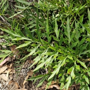 Grevillea (genus) at Greenwich Park, NSW - Today by trevorpreston