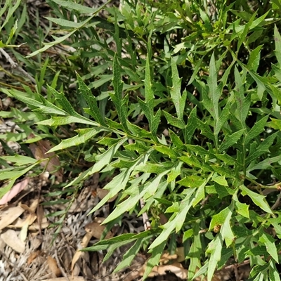 Lomatia silaifolia (Crinkle Bush, Fern-leaved Lomatia, Parsley Bush) at Greenwich Park, NSW - 5 Oct 2025 by trevorpreston