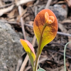 Unverified Other Shrub at Greenwich Park, NSW - Today by trevorpreston