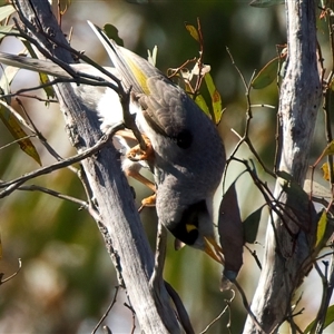Manorina melanocephala at Pialligo, ACT - 1 Oct 2025 by jb2602