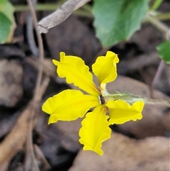 Goodenia hederacea subsp. hederacea (Ivy Goodenia, Forest Goodenia) at Greenwich Park, NSW - 5 Oct 2025 by trevorpreston
