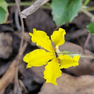 Goodenia hederacea subsp. hederacea at Greenwich Park, NSW - Today by trevorpreston