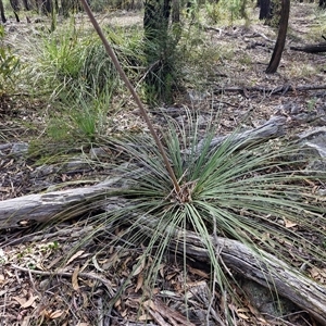 Xanthorrhoea (genus) at Greenwich Park, NSW - Today by trevorpreston