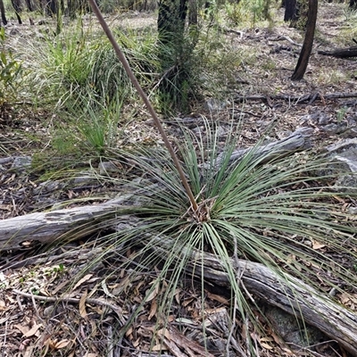 Xanthorrhoea (genus) at Greenwich Park, NSW - Yesterday by trevorpreston