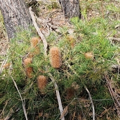 Banksia spinulosa var. spinulosa (Hairpin Banksia) at Greenwich Park, NSW - 5 Oct 2025 by trevorpreston