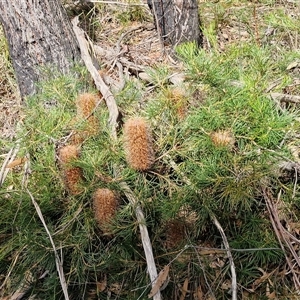 Banksia spinulosa var. spinulosa at Greenwich Park, NSW - Today by trevorpreston