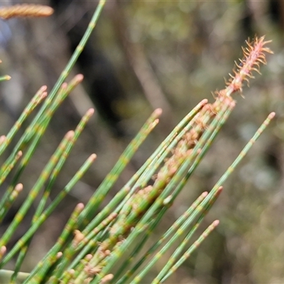 Allocasuarina littoralis (Black She-oak) at Greenwich Park, NSW - Yesterday by trevorpreston