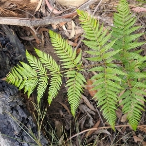 Polystichum proliferum at Greenwich Park, NSW - Today by trevorpreston