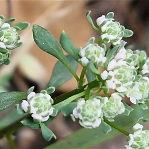 Poranthera microphylla at Greenwich Park, NSW - Today by trevorpreston
