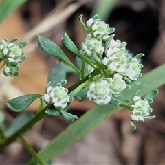 Poranthera microphylla at Greenwich Park, NSW - 5 Oct 2025 03:44 PM