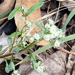 Poranthera microphylla at Greenwich Park, NSW - 5 Oct 2025 03:44 PM