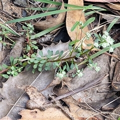 Poranthera microphylla at Greenwich Park, NSW - 5 Oct 2025 03:44 PM