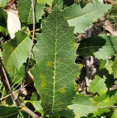 Lomatia ilicifolia (Holly Lomatia) at Greenwich Park, NSW - 5 Oct 2025 by trevorpreston